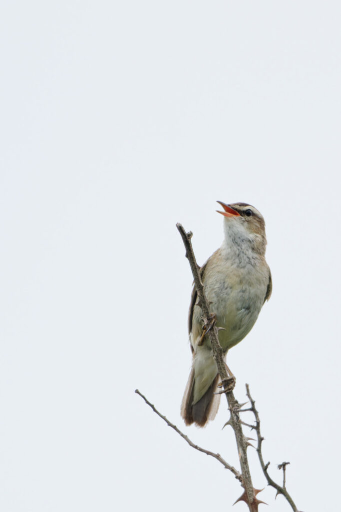 Sedge Warbler